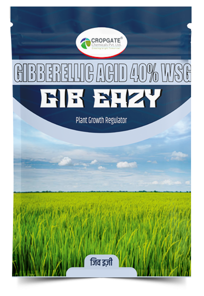 GIB EAZY